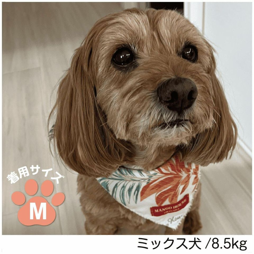 ペット用バンダナ着用画像